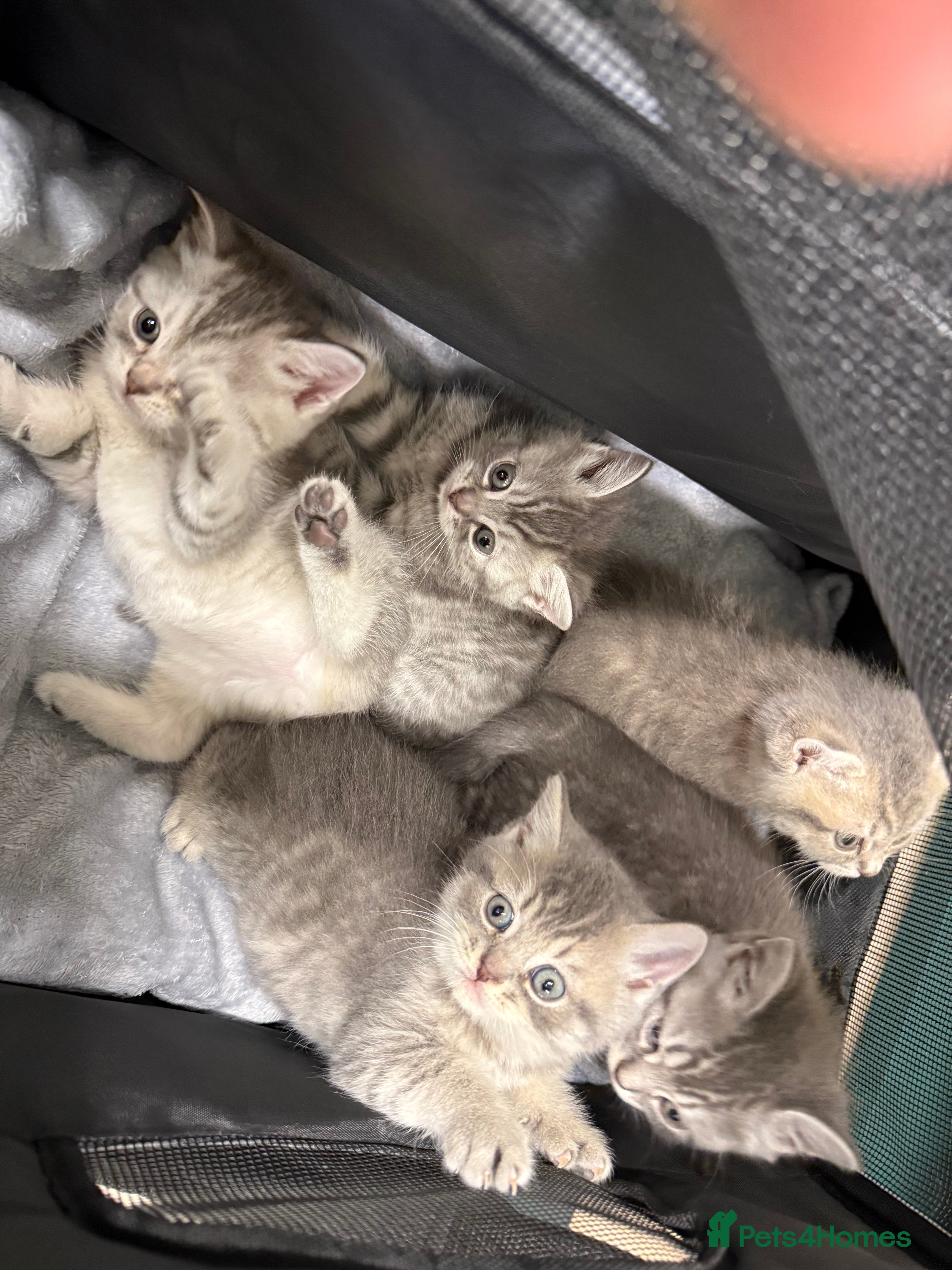 British Shorthair cats 4 British Shorthair kittens - Advert 1