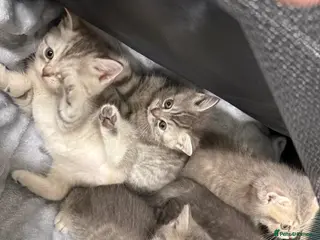 British Shorthair cats 4 British Shorthair kittens - Advert 1