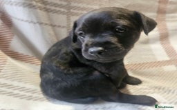Mixed Breed dogs for sale: Patterdale/ fell terriers/ lakeland  - Image 14