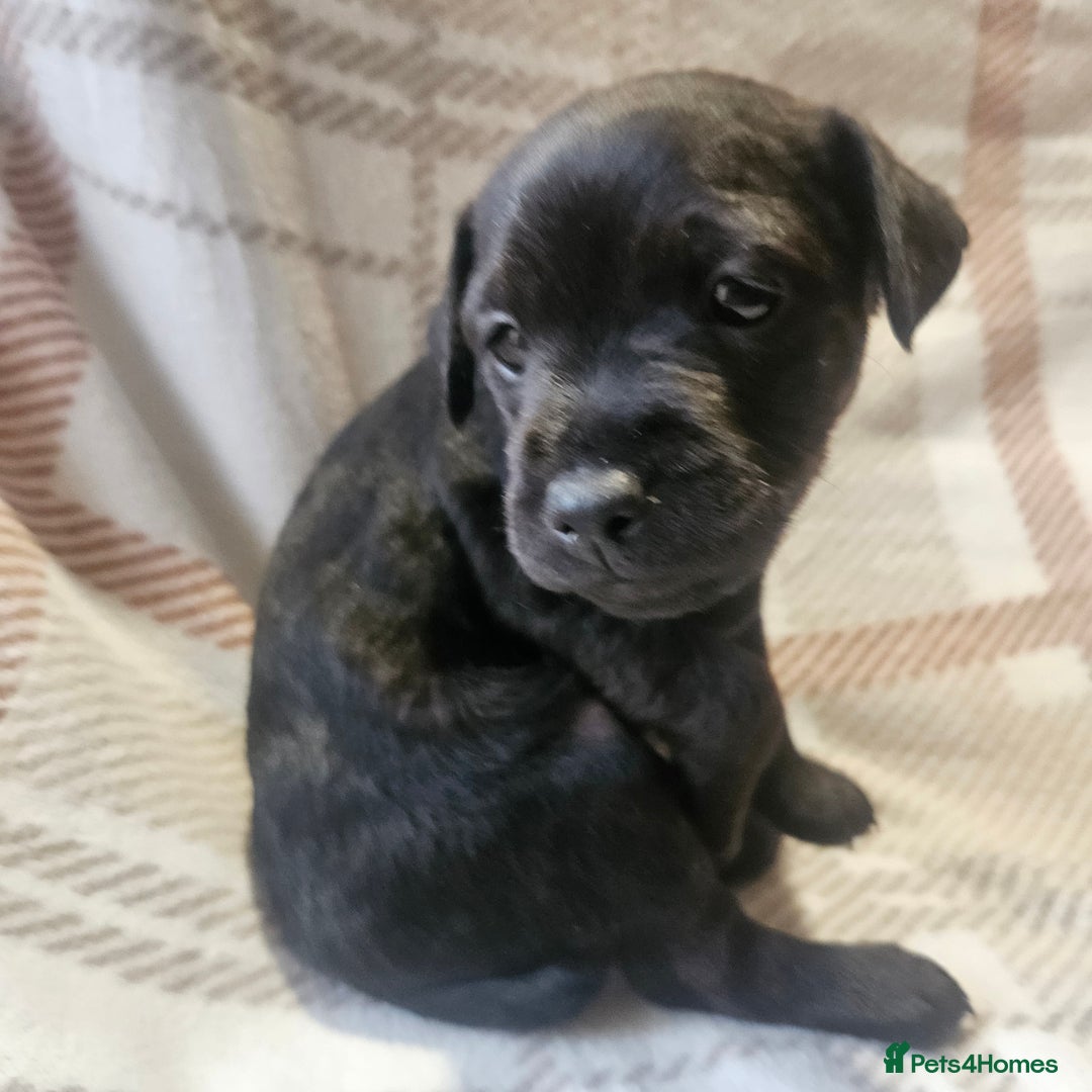 Mixed Breed dogs for sale: Patterdale/ fell terriers/ lakeland  - Image 14