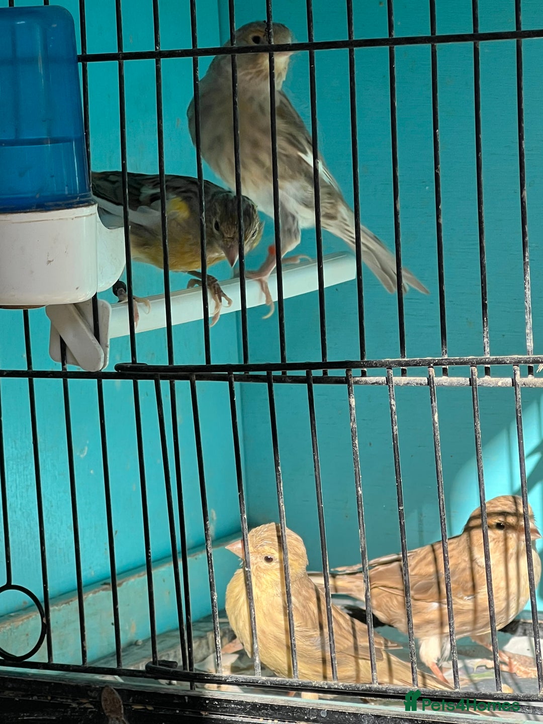 Canaries birds for sale: Young canaries  - Advert 13