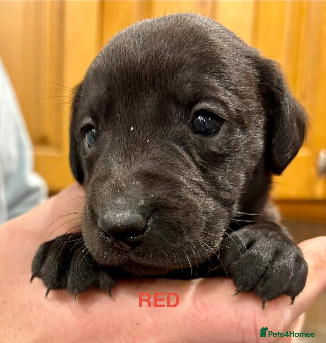 Labrador Retriever dogs for sale: Ready now! Beautiful Labrador pups (KC Reg) - Advert 36