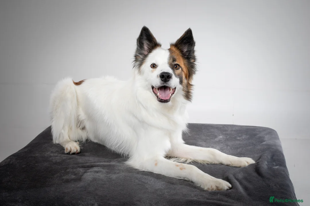 Border Collie dogs for stud: For stud - Brindle and white Border Collie in Ammanford - Advert 2