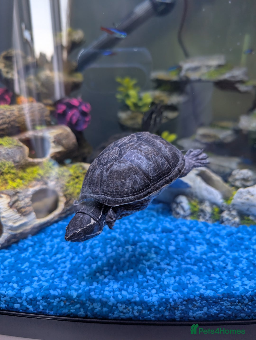 Turtle reptiles for sale: X2 musk turtle - Advert 1