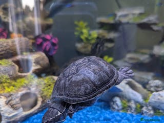 Turtle reptiles X2 musk turtle - Advert 17