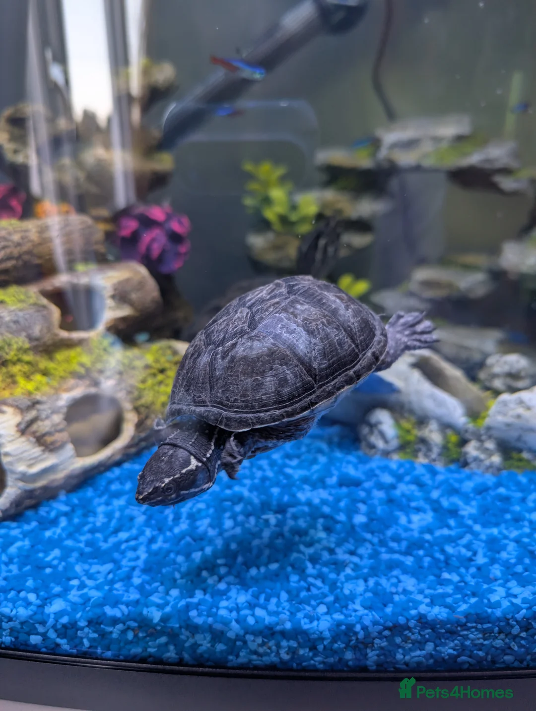 Turtle reptiles for sale: X2 musk turtle - Advert 1