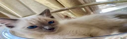 Ragdoll cats for sale: Adorable purebred Ragdolls  - Advert 23