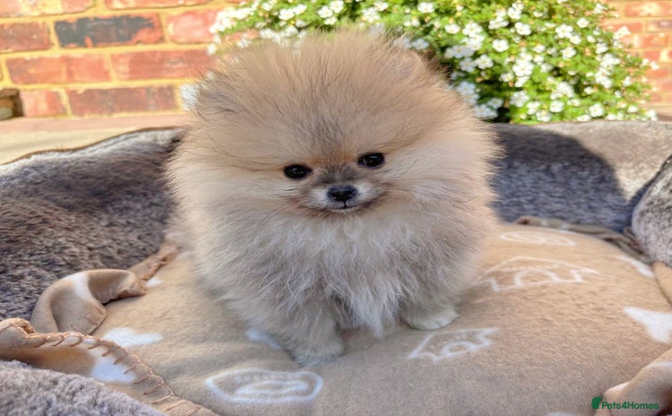 Pomeranian dogs - Advert 16