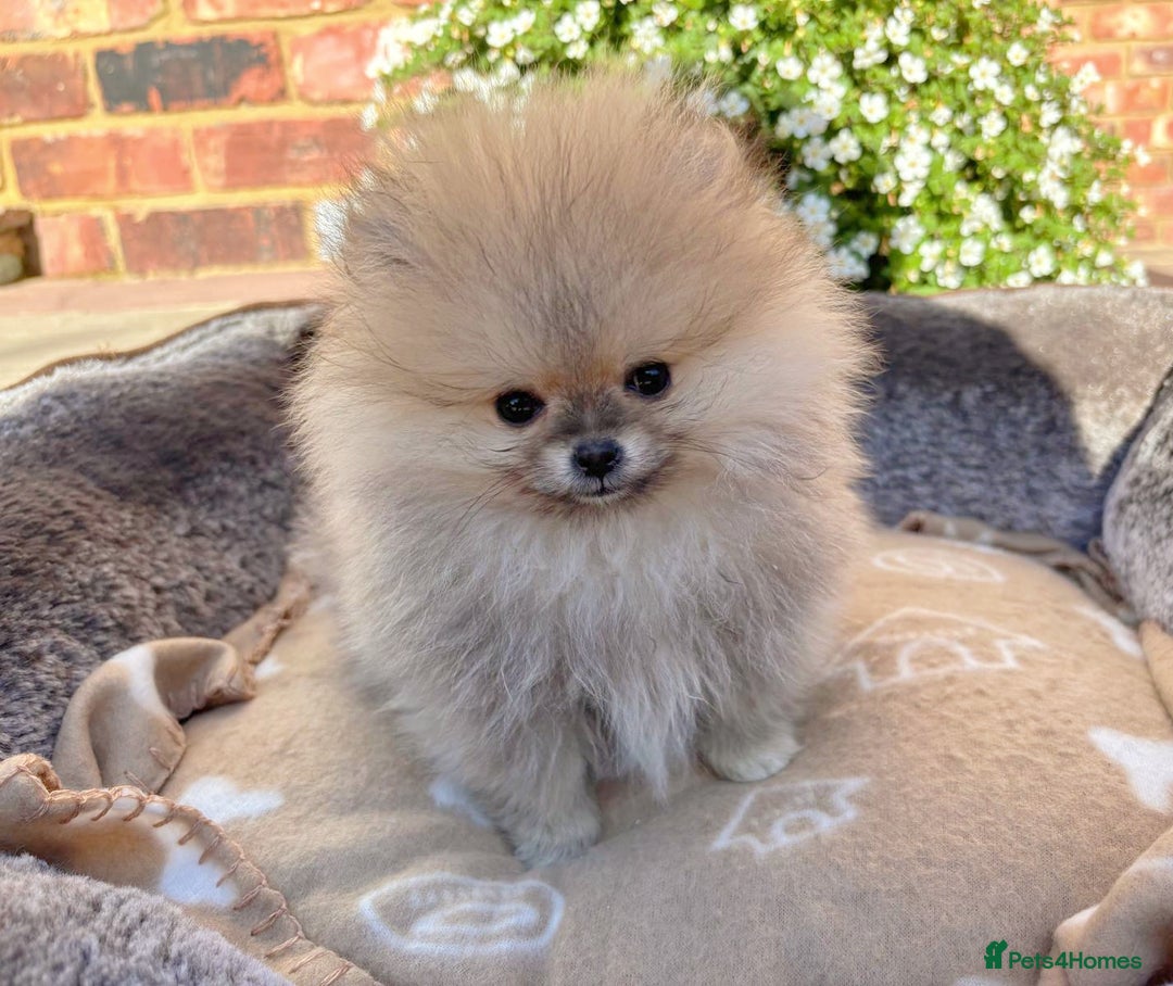Pomeranian dogs for sale: Stunning Pomeranian Boys - Image 2