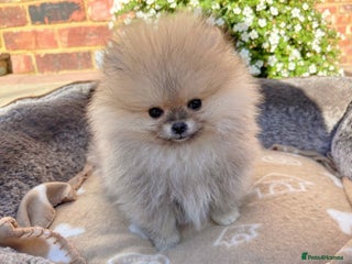 Pomeranian dogs - Advert 9