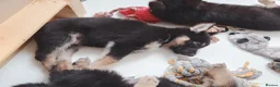 Shepsky dogs for sale: German Shepherd pups - Advert 13