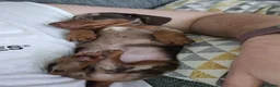 Miniature Dachshund dogs for sale: Stunning short-hair dapple male  - Advert 8