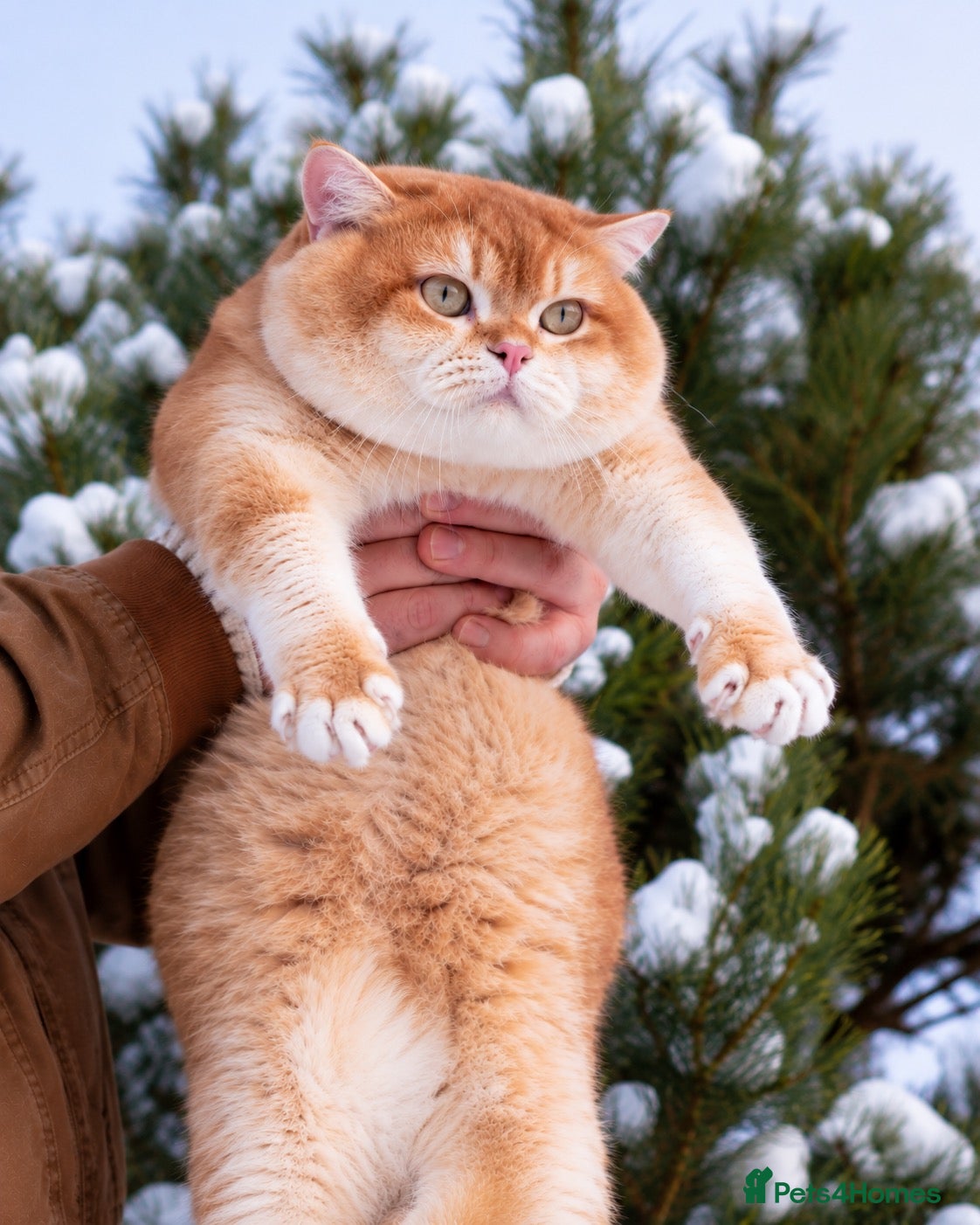 British Shorthair cats British Shorthair Cinnamon gold - Advert 1