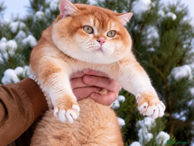 British Shorthair cats British Shorthair Cinnamon gold - Advert 1