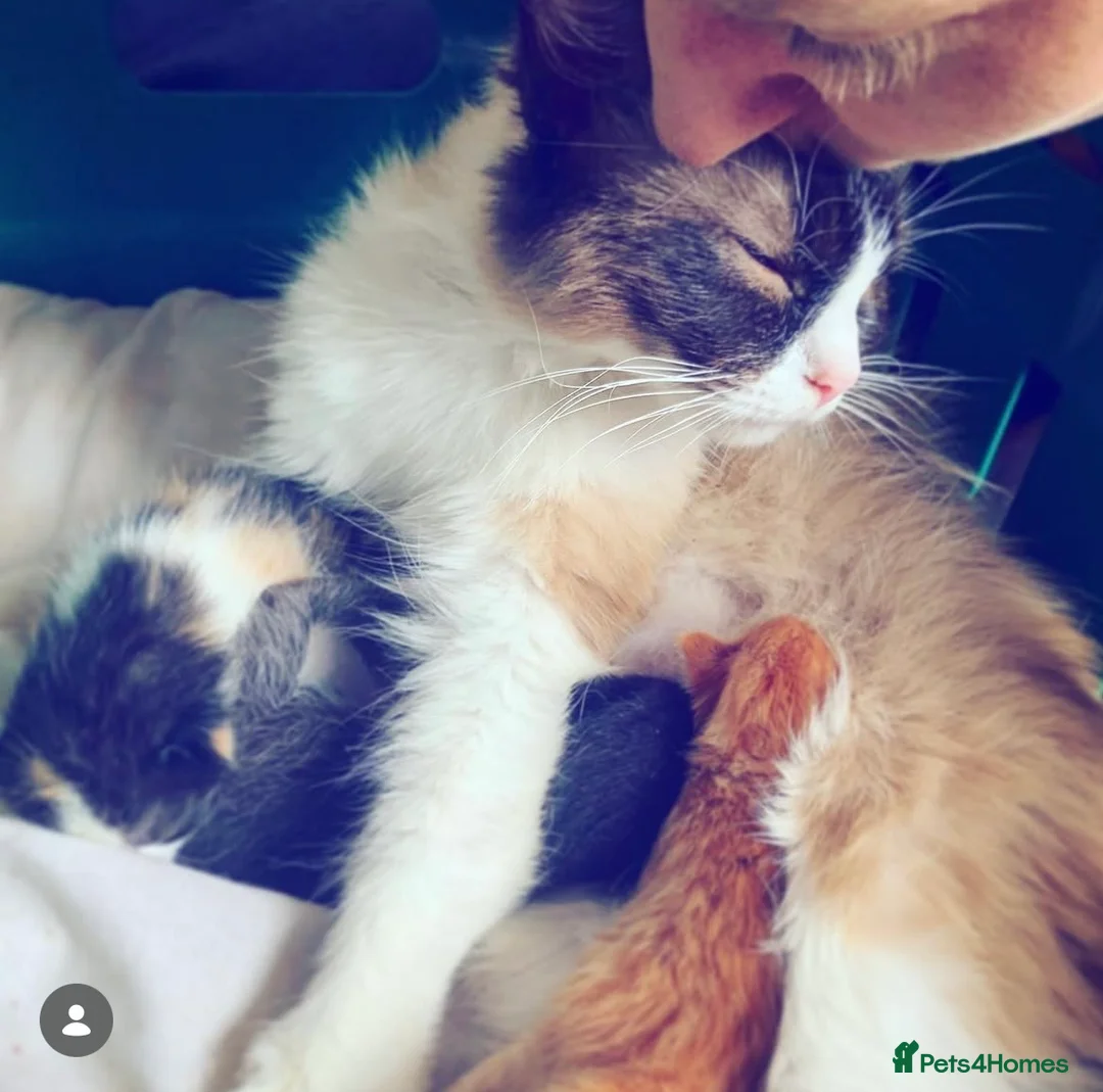 Ragdoll cats for sale: Ragdoll in Newport - Advert 9