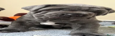 Neapolitan Mastiff 1 dozer 