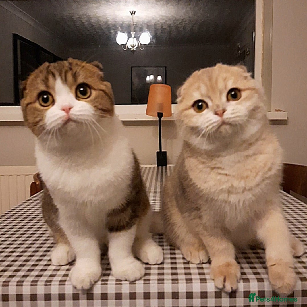 Scottish Fold cats for sale: TICA Reg: Scottish Fold Neutered Girl Kittens - Advert 1