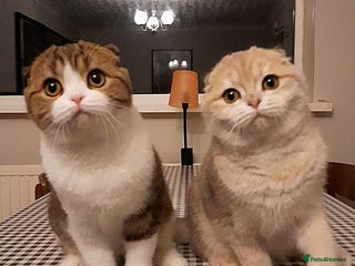 Scottish Fold cats TICA Reg: Scottish Fold Neutered Girl Kittens - Advert 4