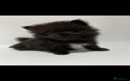 Pomeranian dogs for stud: Chocolate Stud Kc Registered ,Embark tested in Runcorn - Image 26