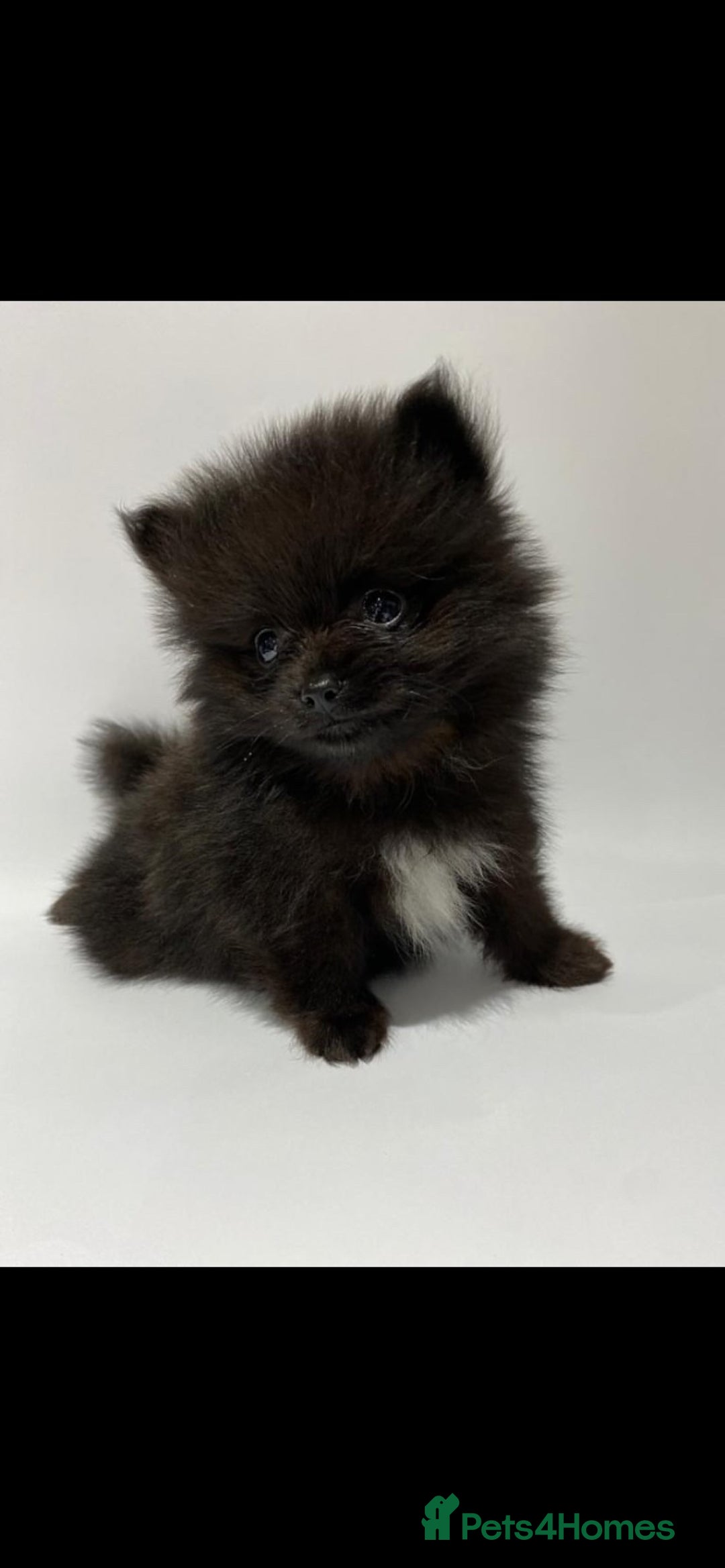 Pomeranian dogs for stud: Chocolate Stud Kc Registered ,Embark tested in Runcorn - Image 26