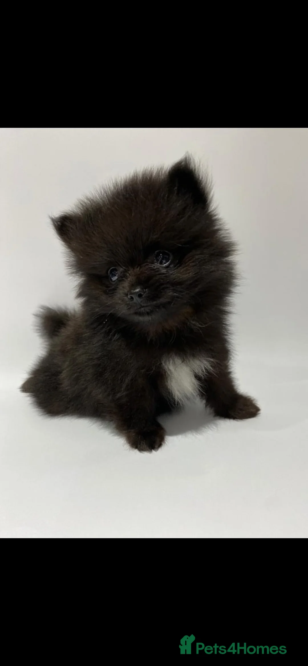 Pomeranian dogs for stud: Chocolate Stud Kc Registered ,Embark tested in Runcorn - Advert 26
