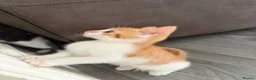 Mixed Breed cats for sale: 5 lovely kittens for sale  - Advert 8