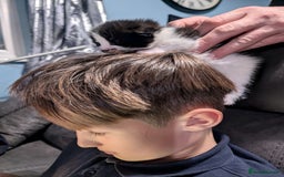 Domestic Shorthair cats for sale: Cute little black and white kitten - Advert 13