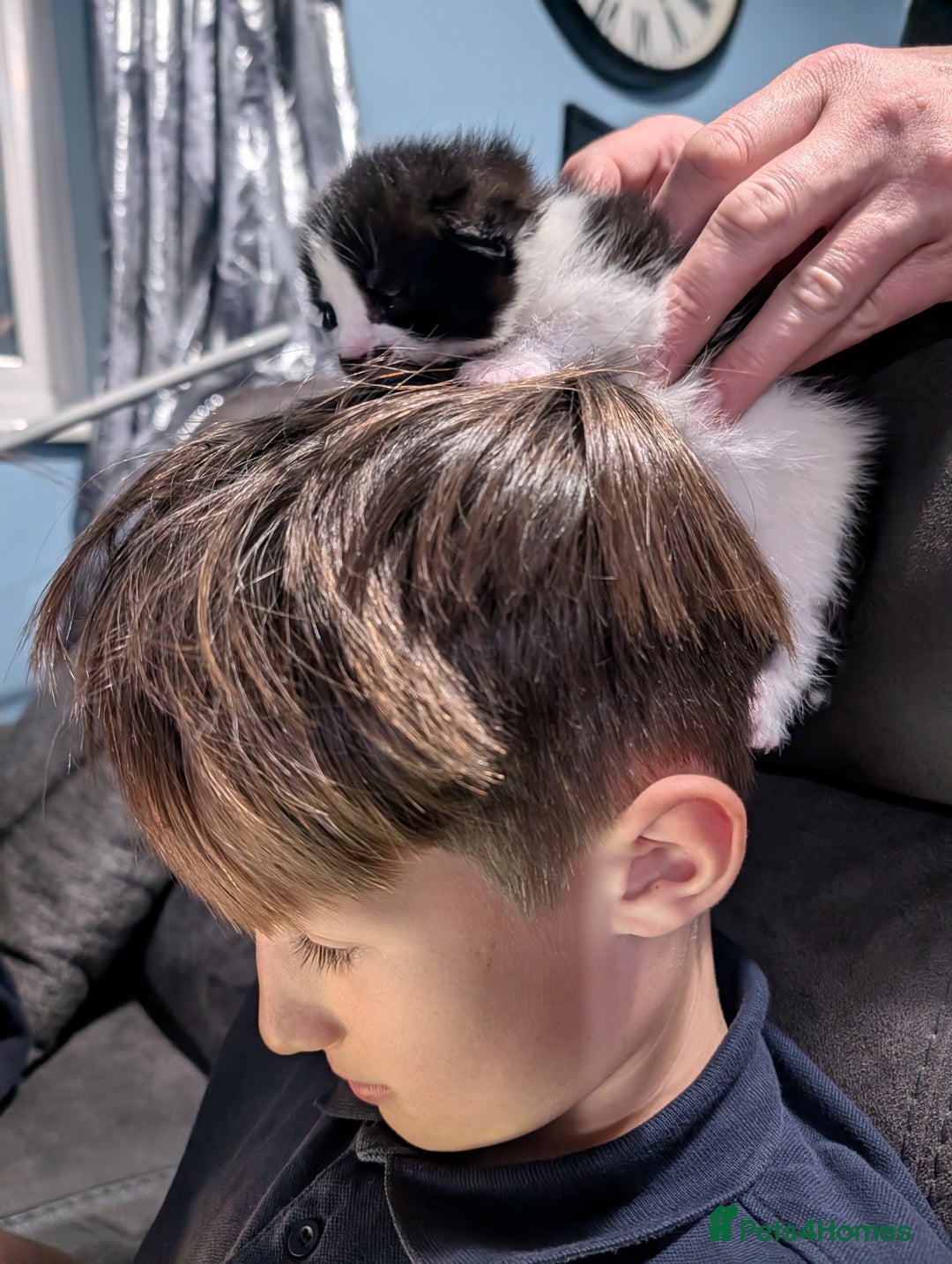 Domestic Shorthair cats for sale: Cute little black and white kitten - Advert 13