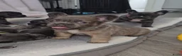 French Bulldog dogs for sale: NEW VIDEOS Gorgeous French Bull Dog Puppies - Advert 15