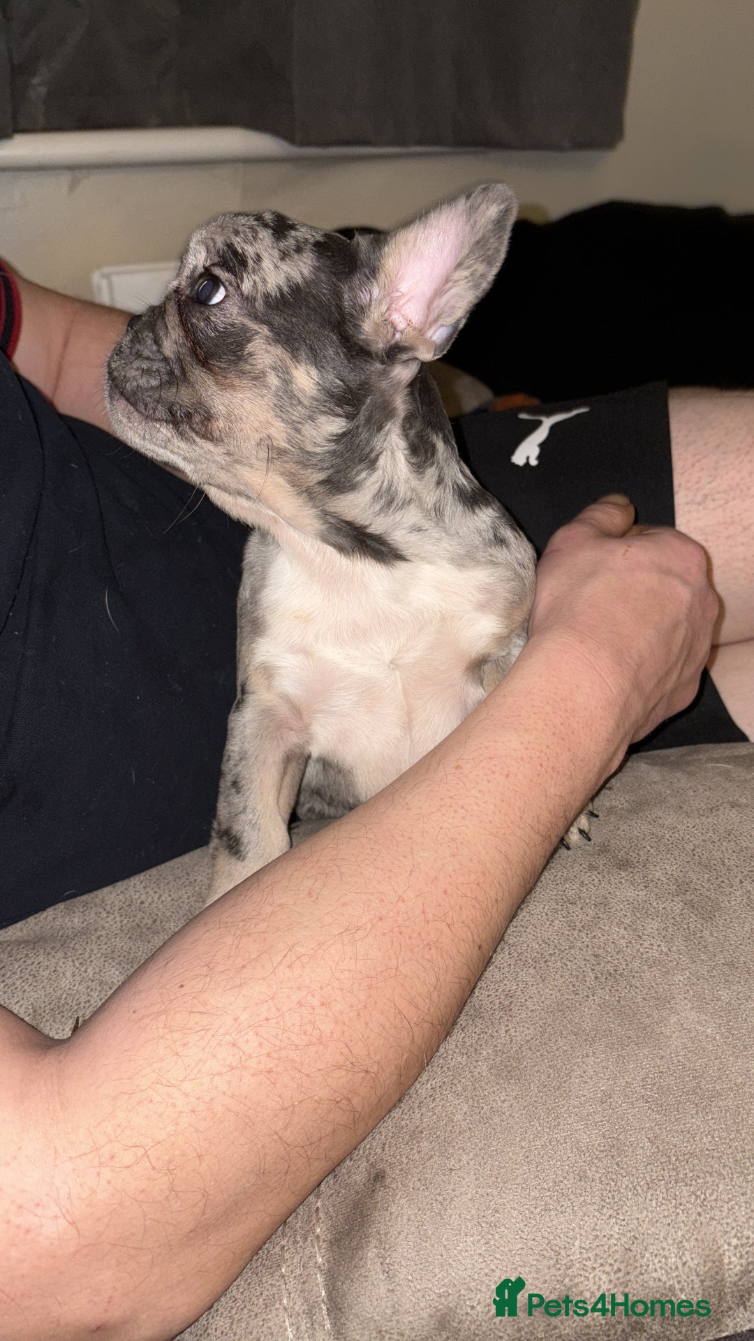 French Bulldog dogs for sale: Female Blue Merle puppy  - Advert 4