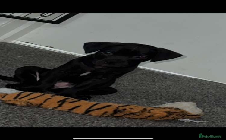 Mixed Breed dogs - Advert 13