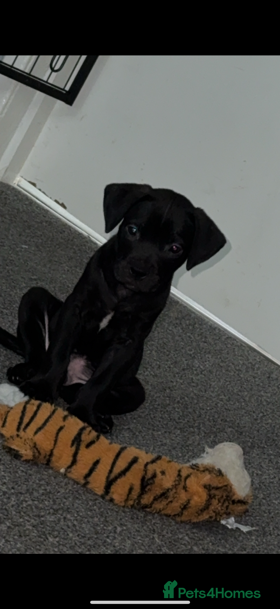 Mixed Breed dogs for sale: Labrador cross  - Image 1