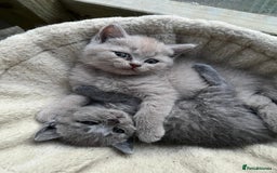 British Shorthair cats for sale: British Shorthair Kitten - Image 2