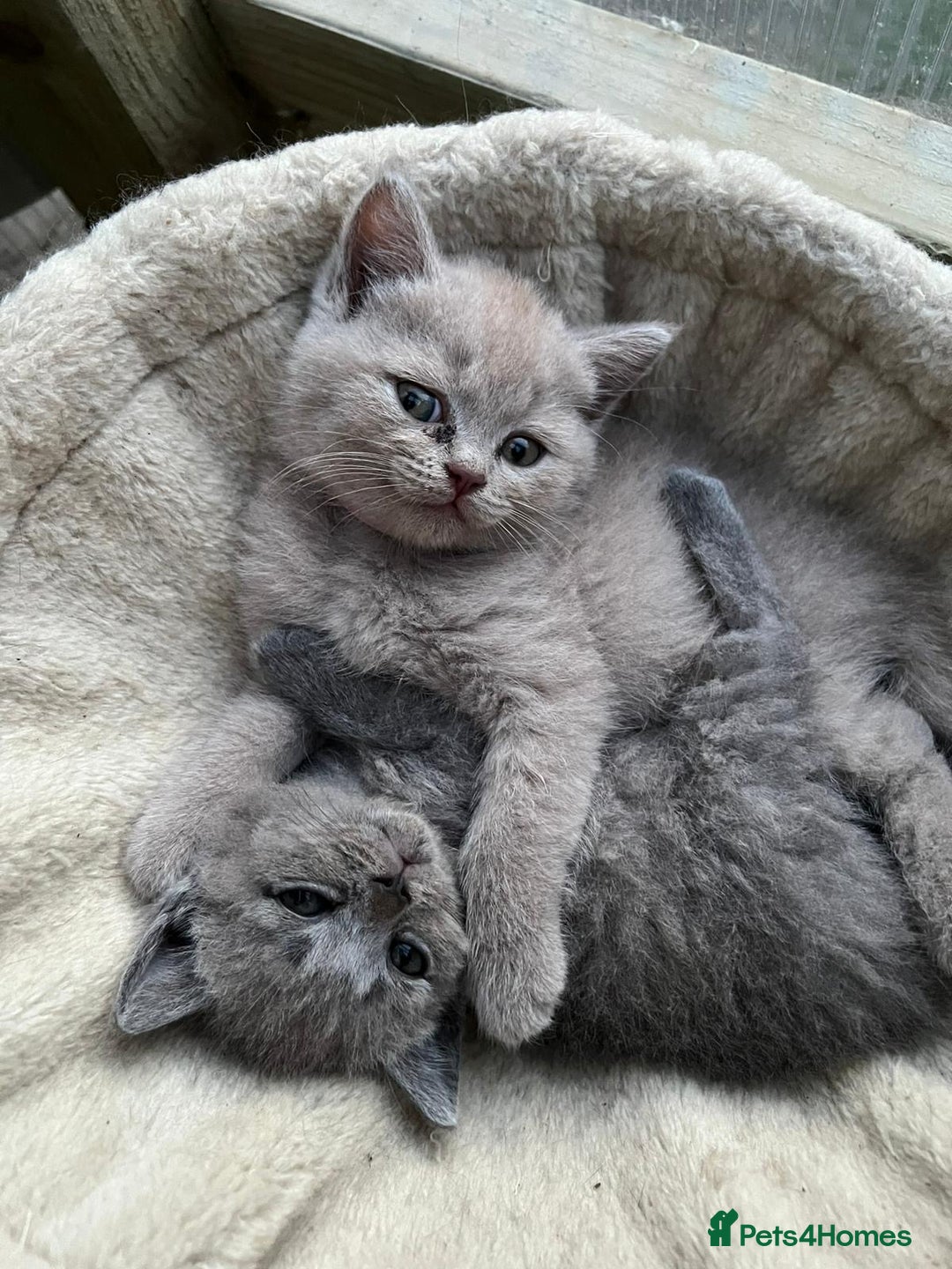 British Shorthair cats for sale: British Shorthair Kitten - Image 2