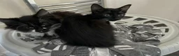 Domestic Shorthair cats for sale: 6 Kittens ready to go ASAP!  in West Drayton - Advert 14