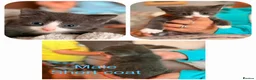 Mixed Breed cats for sale: 8 beautiful kittens long and short haired  - Advert 4
