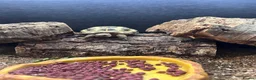 Tortoise reptiles for sale: Horsefield tortoise approx:3 years old in Biggleswade - Advert 2