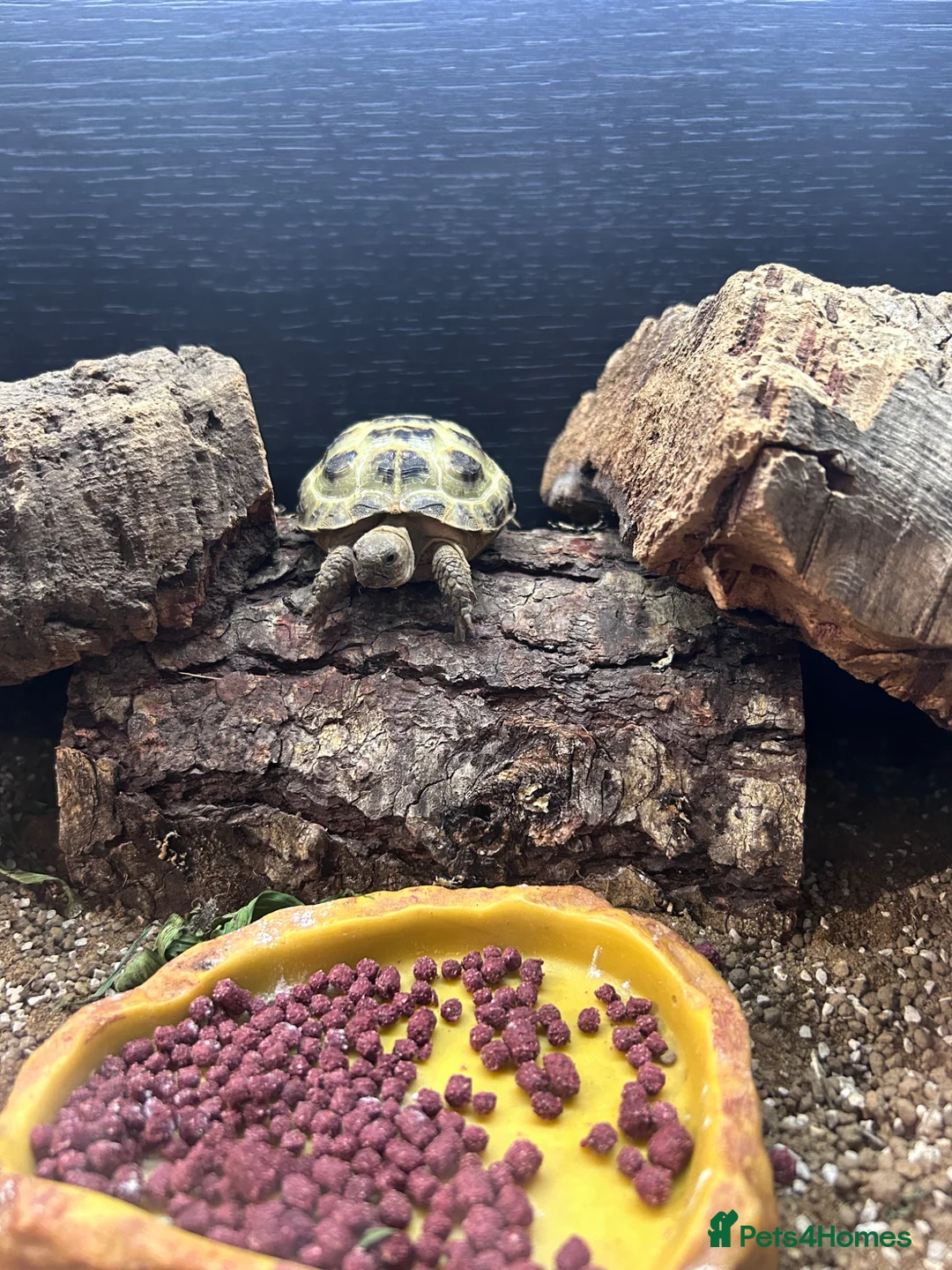Tortoise reptiles for sale: Horsefield tortoise approx:3 years old in Biggleswade - Advert 2