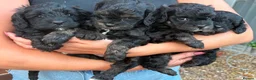 Cavapoo dogs for sale: Beautifull health tested cavapoos - Advert 5