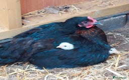 Chickens poultry for sale: Black Maran Hen and 2 Chicks - Image 2
