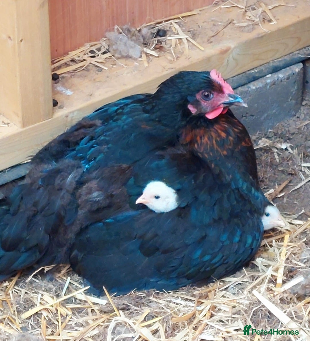 Chickens poultry for sale: Black Maran Hen and 2 Chicks - Image 2