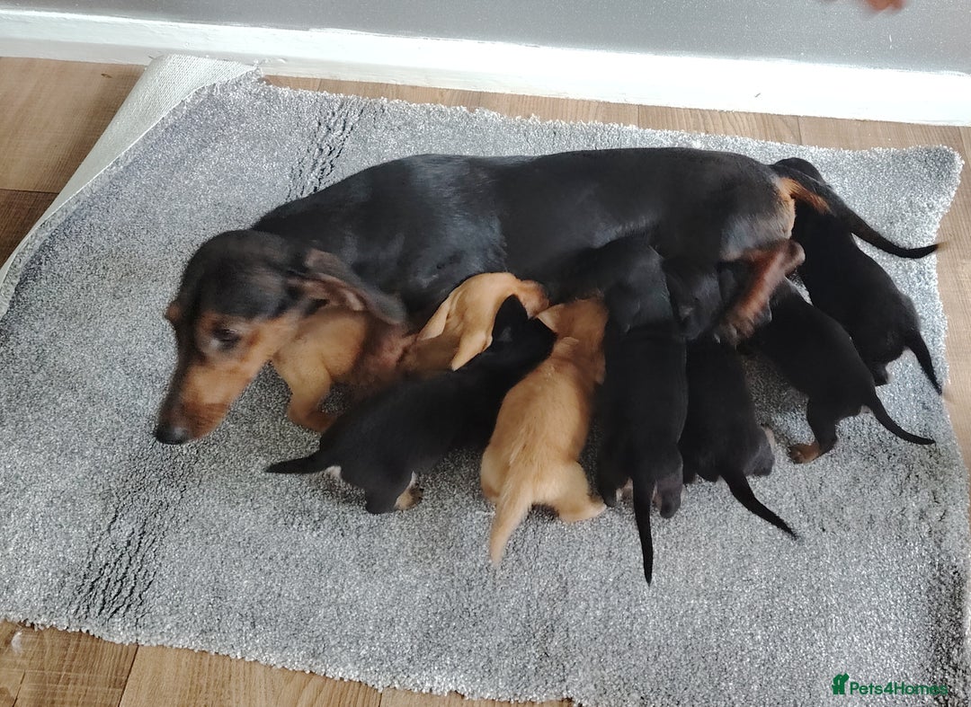 Miniature Dachshund dogs for sale: beautiful miniature dachshund pups available now  - Image 15