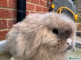 Mini Lop rabbits Purebred Mini Lop Doe - Advert 1