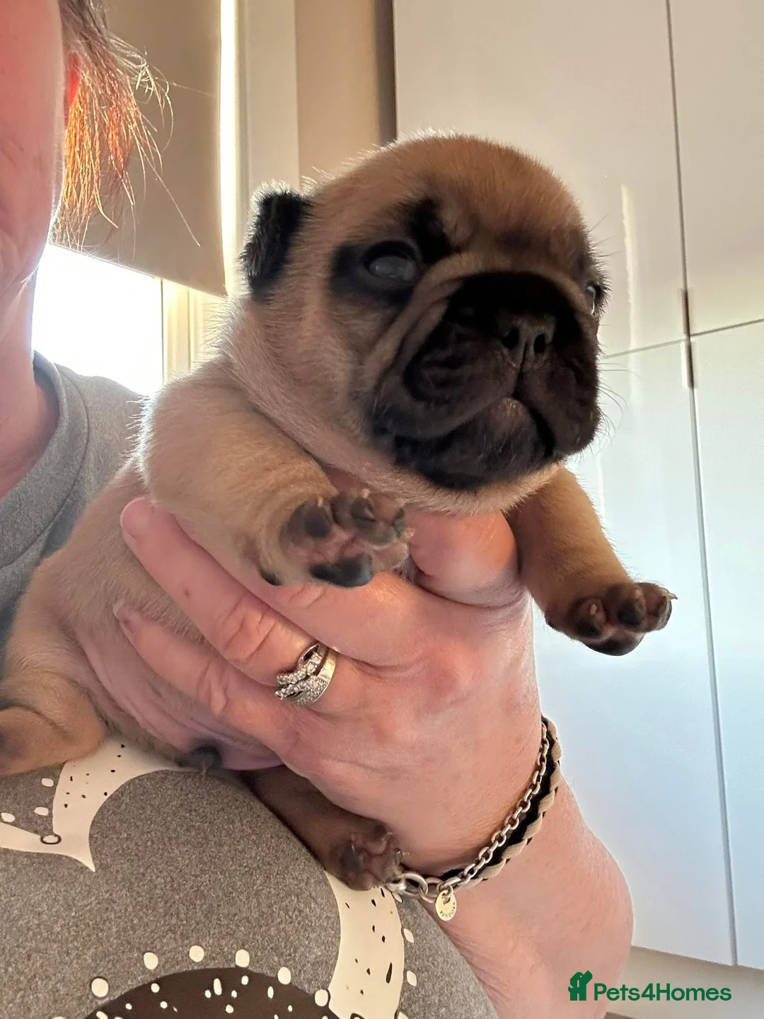 French Bulldog dogs for stud: Denzel- Open for Stud- PROVEN. Son of Super Ted  in Gillingham - Advert 23