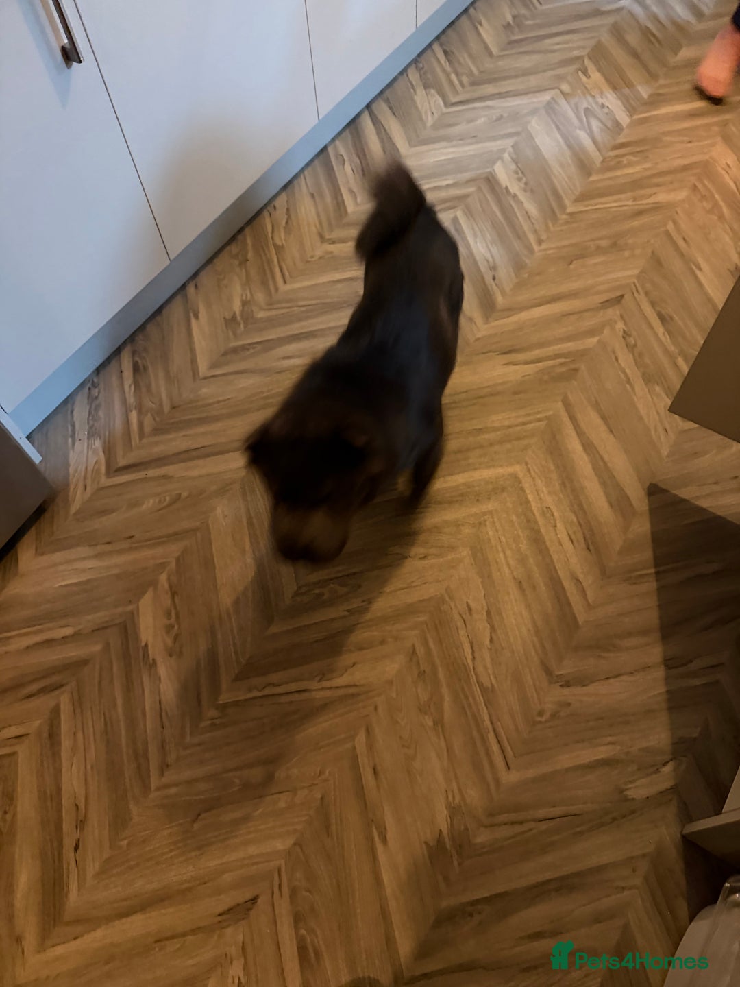 Shar Pei dogs for sale: Bear coat Shar Pei Girl age 2  - Advert 6