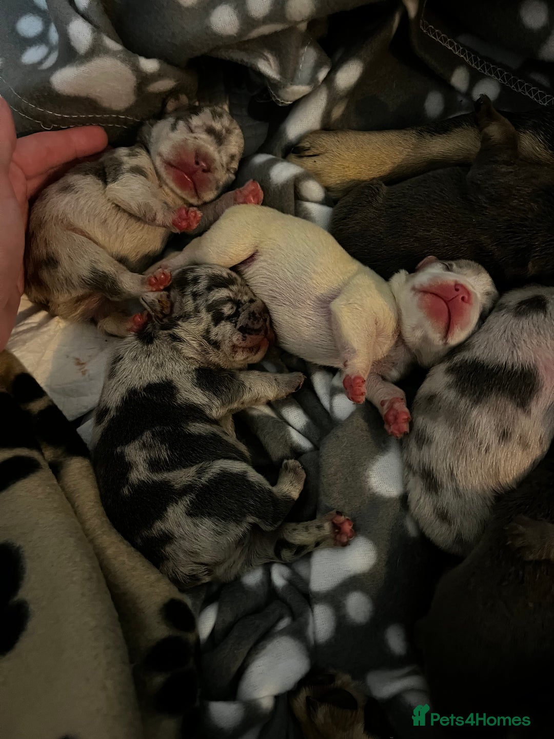 French Bulldog dogs for sale: Chunky frenchie puppies  - Image 5