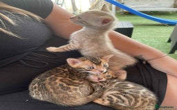 Bengal cats for sale: Bengal boy ready for reservation  - Image 4