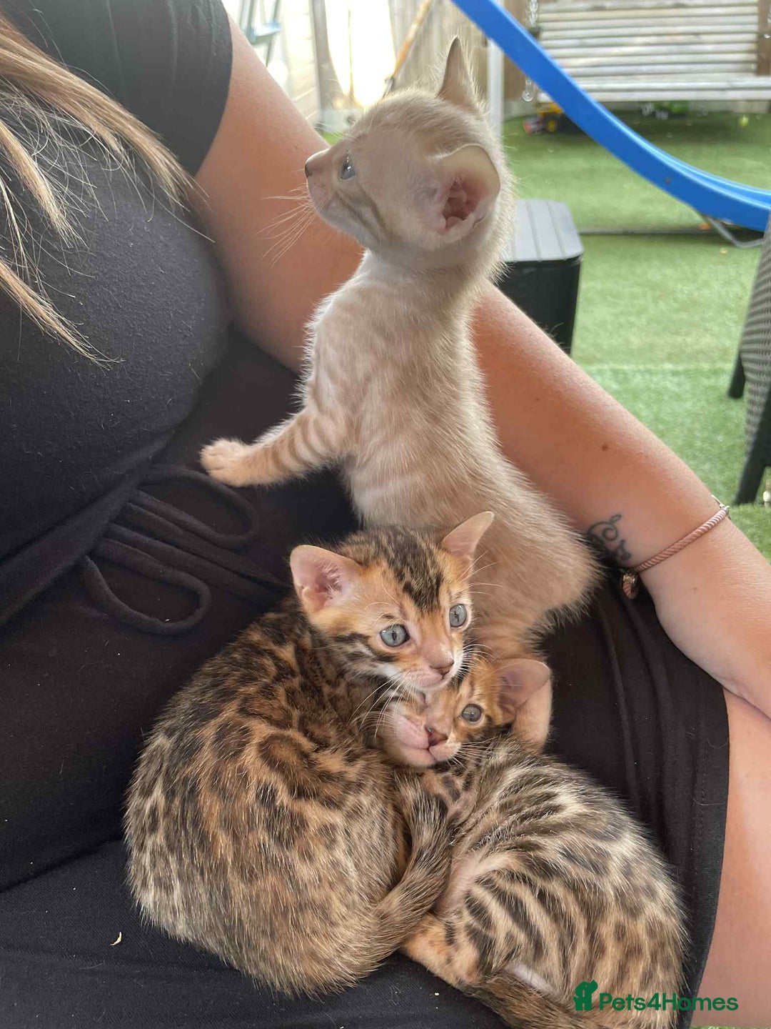 Bengal cats for sale: Bengal boy ready for reservation  - Image 4