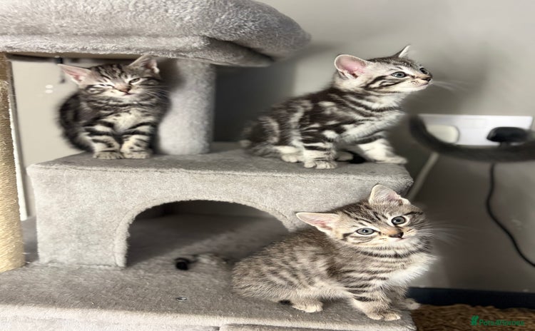 Mixed Breed cats - Advert 14