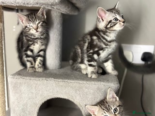 Mixed Breed cats for sale - Advert 1